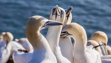 开云体育_ NBA常规赛最后一周：争夺季后赛席位的战斗，nba季后赛最后一场