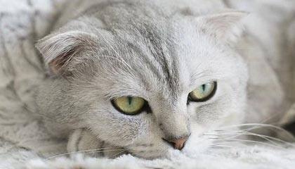 开云体育_《新轩辕剑手游》电竞化计划公布，或将举办全球性赛事