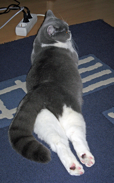 自由泳转身完成时间平均为0.68秒，自由泳转身是哪里发力