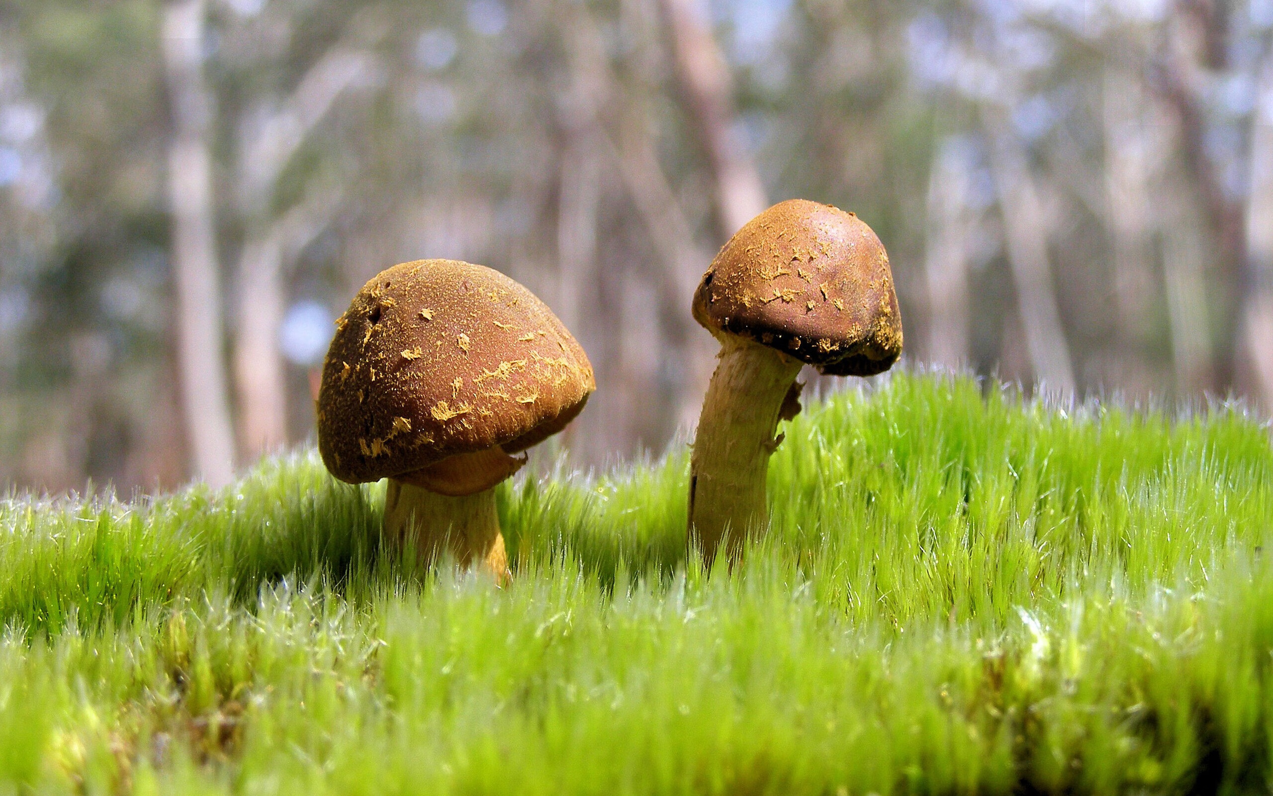 锋线终结能力是否已经超越跑位成为第一评估标准,锋线进攻什么意思