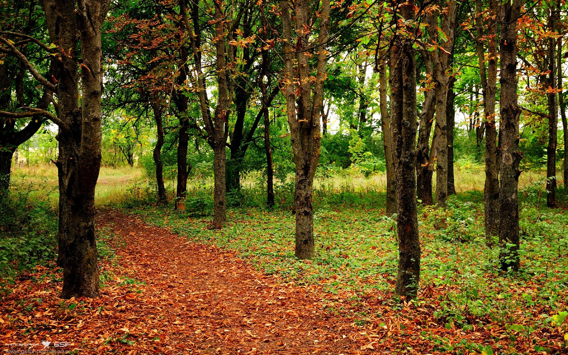 东契奇连线队友完成空接引爆全场，东契奇 集锦