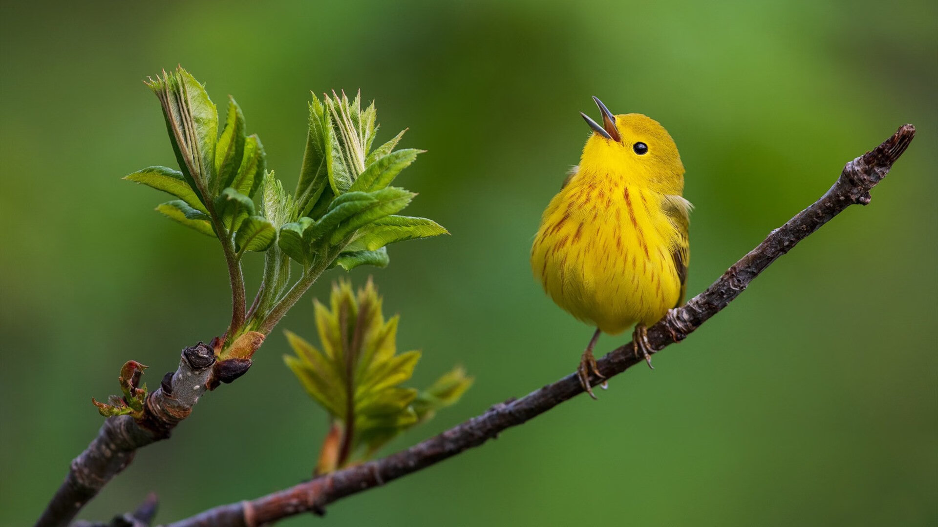 乌干达女篮在非洲锦标赛中表现优异，期待梦想成真，乌干达女子篮球联赛