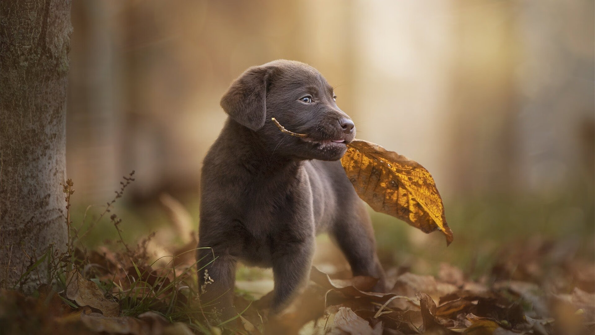 国家队提升防守对位意识降低对手得分效率，防守队员面对对手,双脚以正常的跨立姿势着地