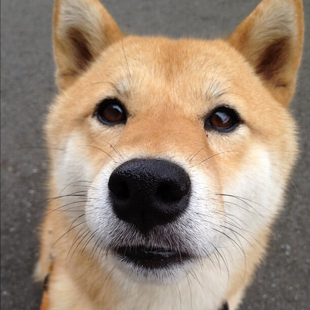 德甲激情碰撞：攻守激情全面爆发！，德甲 集锦