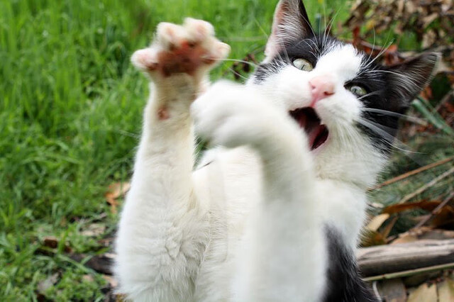 德甲极速反击：瞬间突破，得分如入无人之境！，德甲冲刺速度最快球员