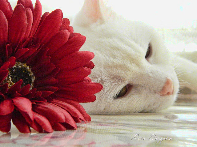 掘金外线投篮训练中多名球员表现优异，nba球队掘金