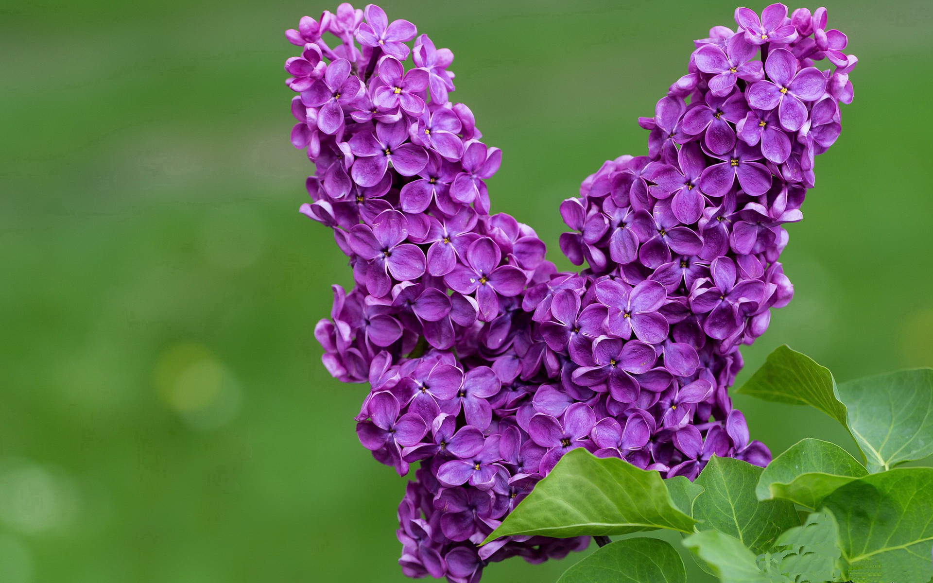 独行侠组织家庭观赛日营造亲情氛围，独行侠全家福
