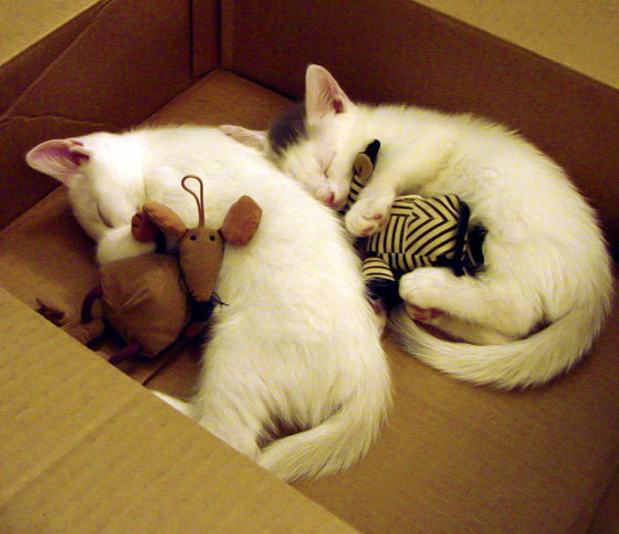 职业联盟重构薪资体系，英雄联盟职业体系